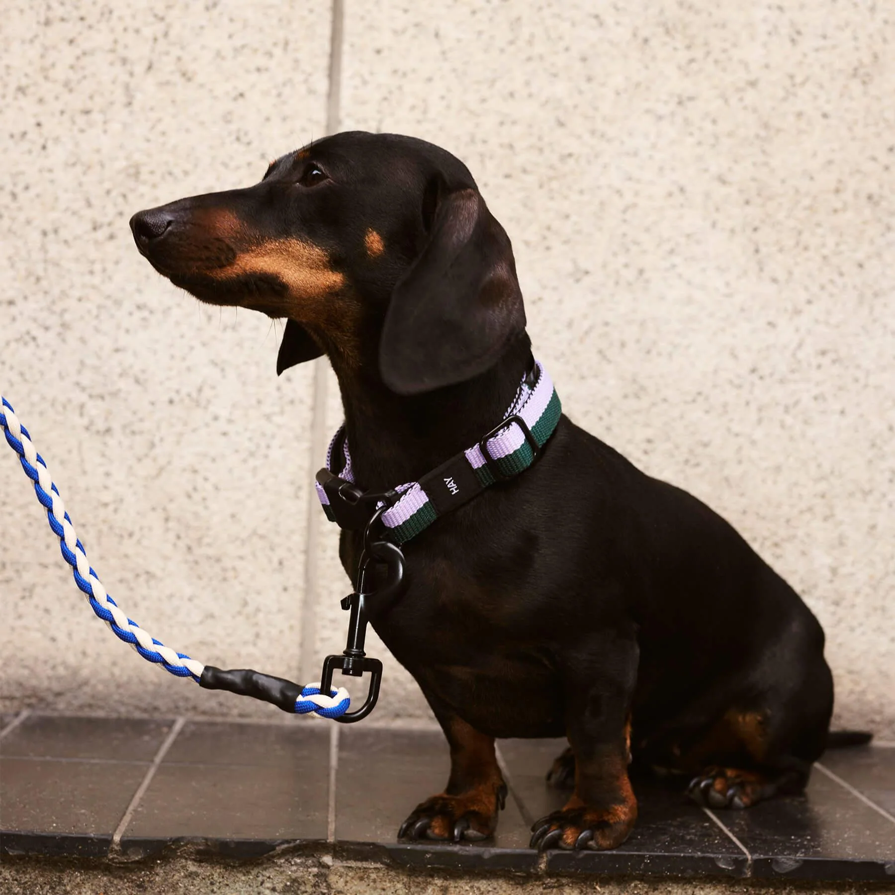 HAY Dogs Collar - Image 3