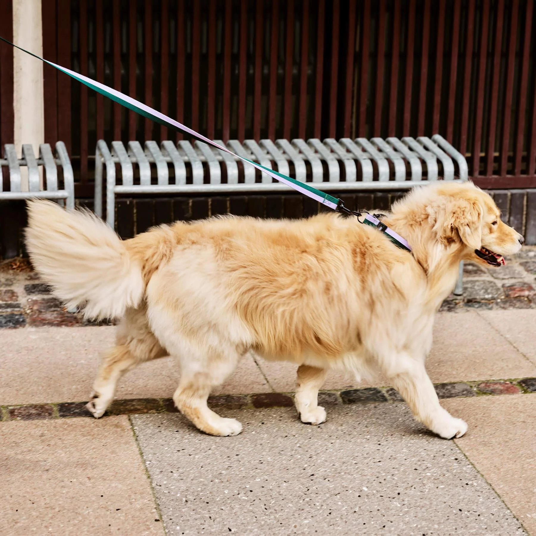 HAY Dogs Leash - Image 3
